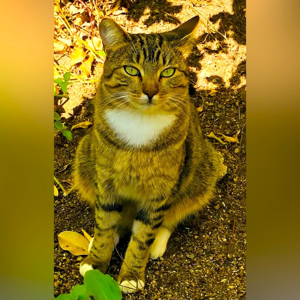 Meet your Posher, Cee cee